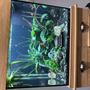 37 gallons planted tank (mostly live plants and fish) - Latest photo