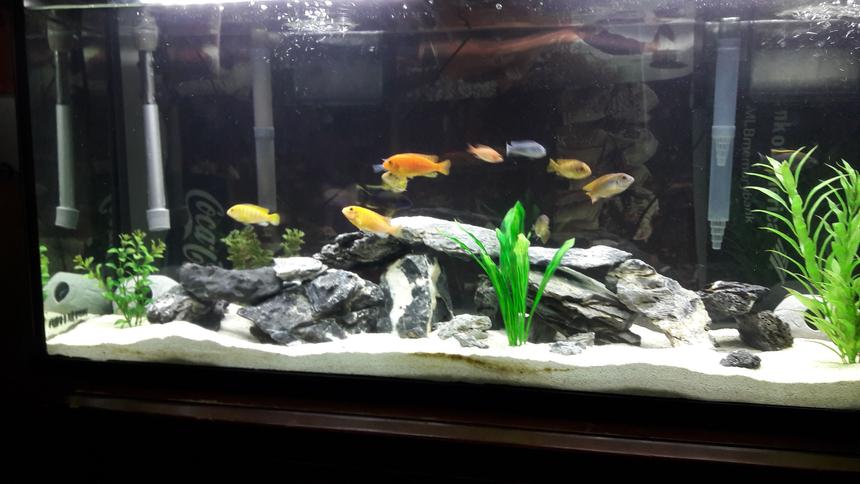 Rated #4: 55 Gallons Freshwater Fish Tank - African cichlid 55 gallon tank