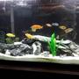 55 gallons freshwater fish tank (mostly fish and non-living decorations) - African cichlid 55 gallon tank
