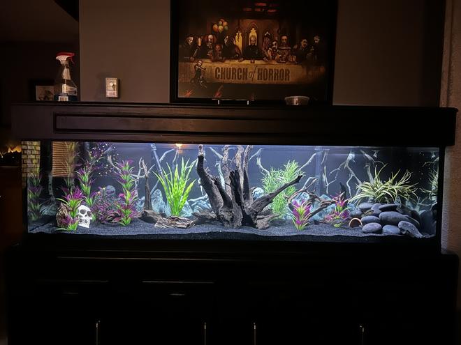 125 gallons freshwater fish tank (mostly fish and non-living decorations) - Fresh water 125