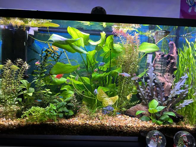 29 gallons planted tank (mostly live plants and fish) - 12.17.23
