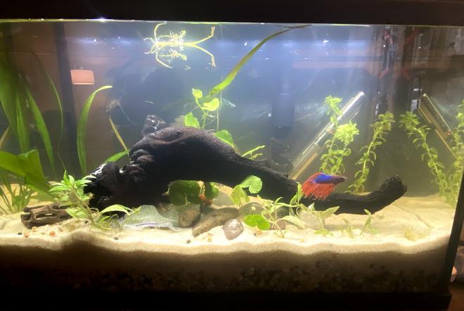 10 gallons planted tank (mostly live plants and fish) - Rescaped today, new betta also acclimated & he wanted to show off his crib
