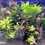 21 gallons planted tank (mostly live plants and fish) - Freshwater planted tank