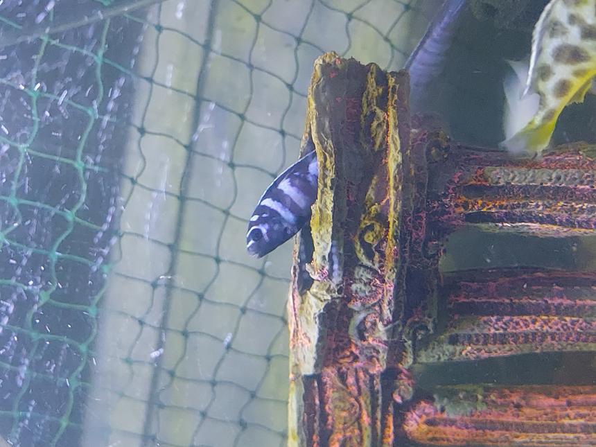 Rated #3: Freshwater Fish Stocking In 75 Gallons Tank - Click me fast as I have other appointments