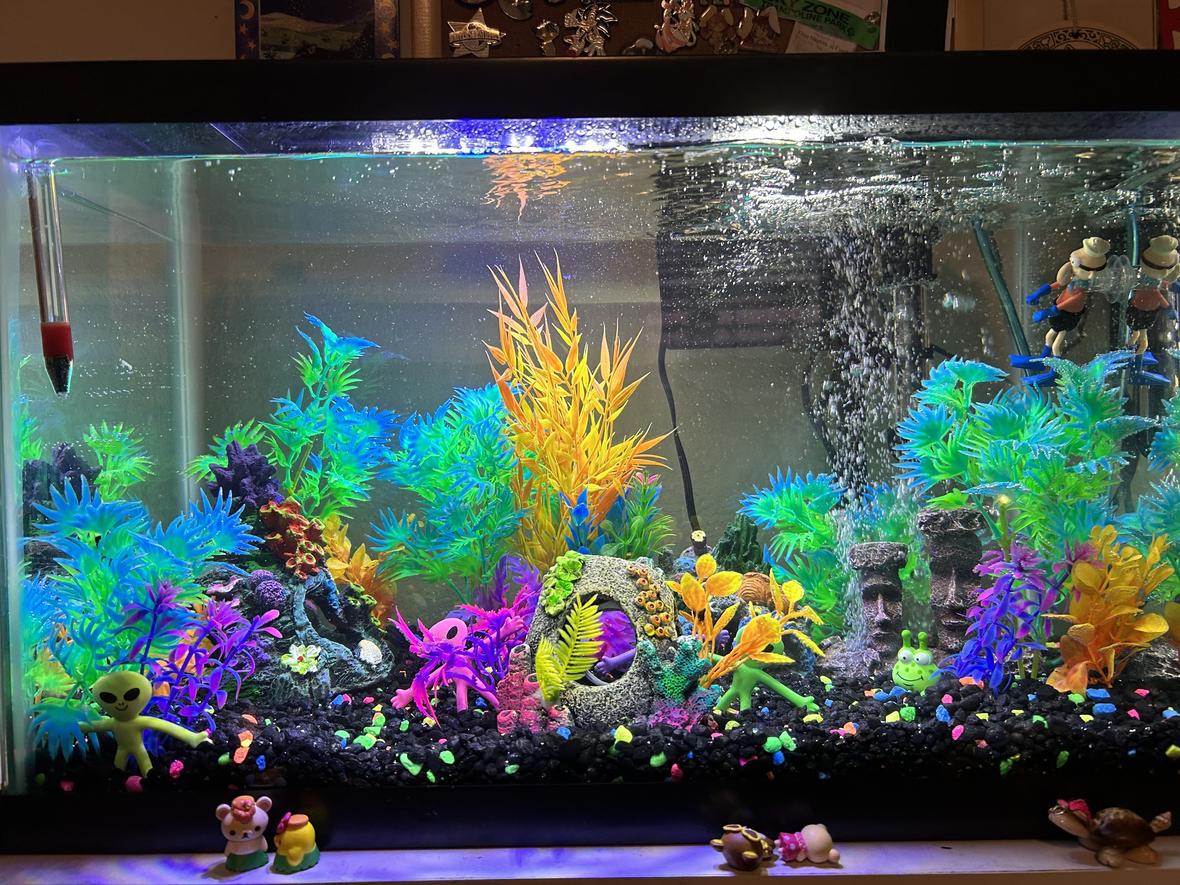10 gallons freshwater fish tank (mostly fish and non-living decorations) - Started cycling my fish tank ! Hopefully it's ready by my birthday !