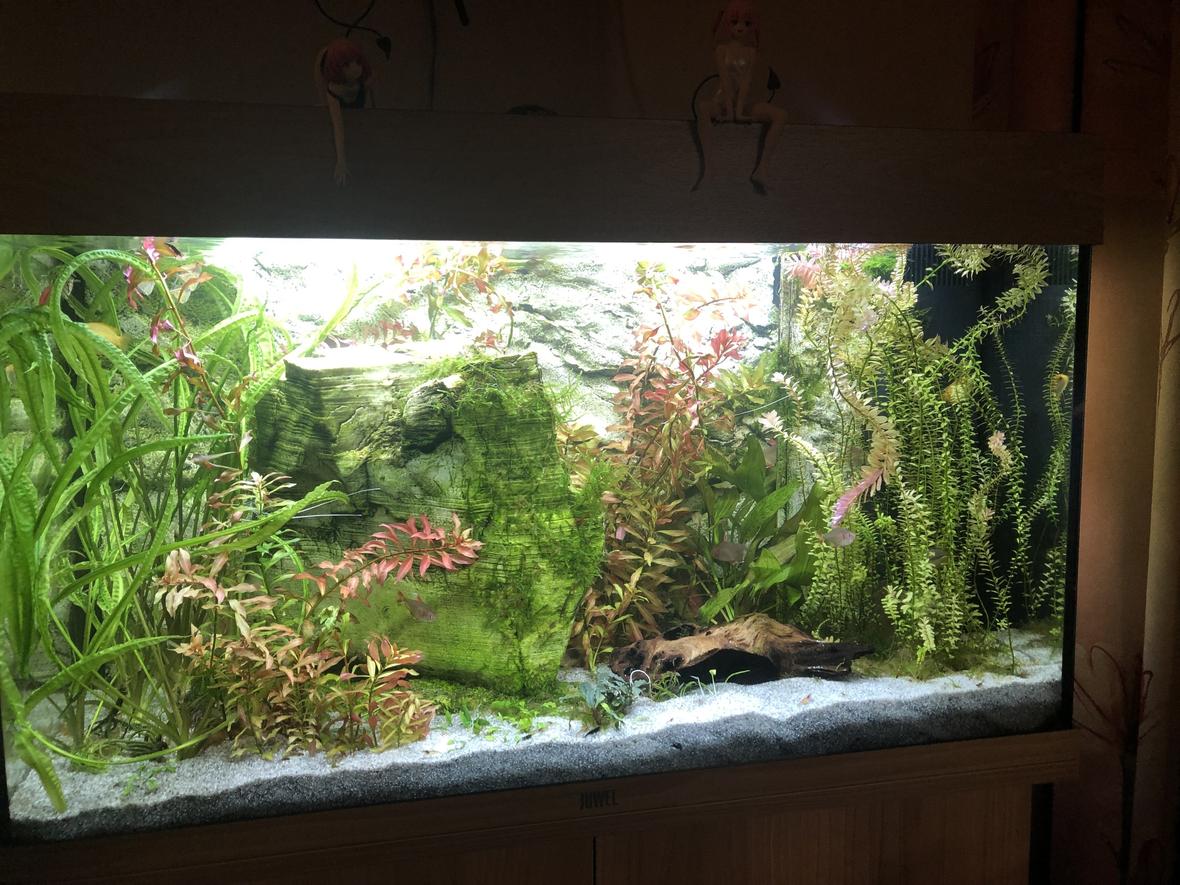 33 gallons planted tank (mostly live plants and fish) - -
