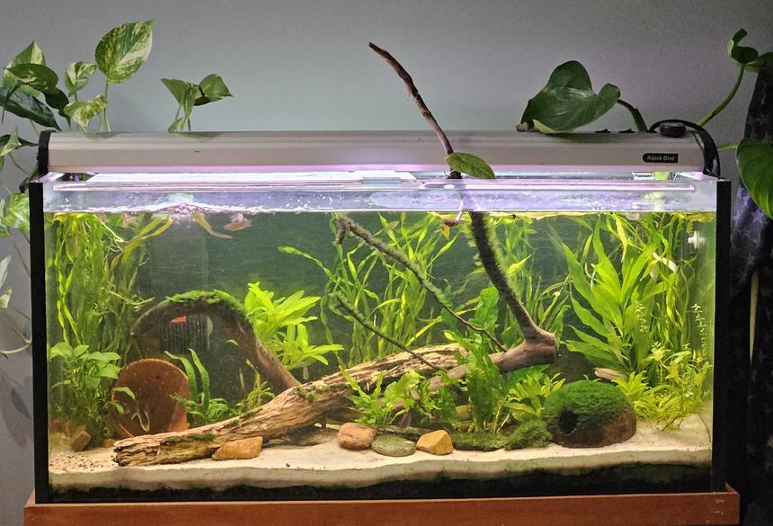 Rated #12: 90 Gallons Planted Tank - Planted freshwater tropical