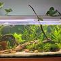90 gallons planted tank (mostly live plants and fish) - Planted freshwater tropical