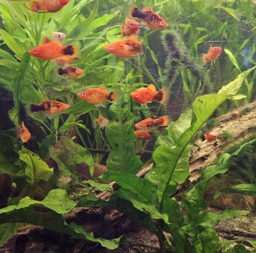 Rated #2: Freshwater Fish Stocking In 90 Gallons Tank - Platy grow out tank