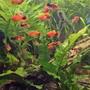 freshwater fish stocking in 90 gallons tank - Platy grow out tank