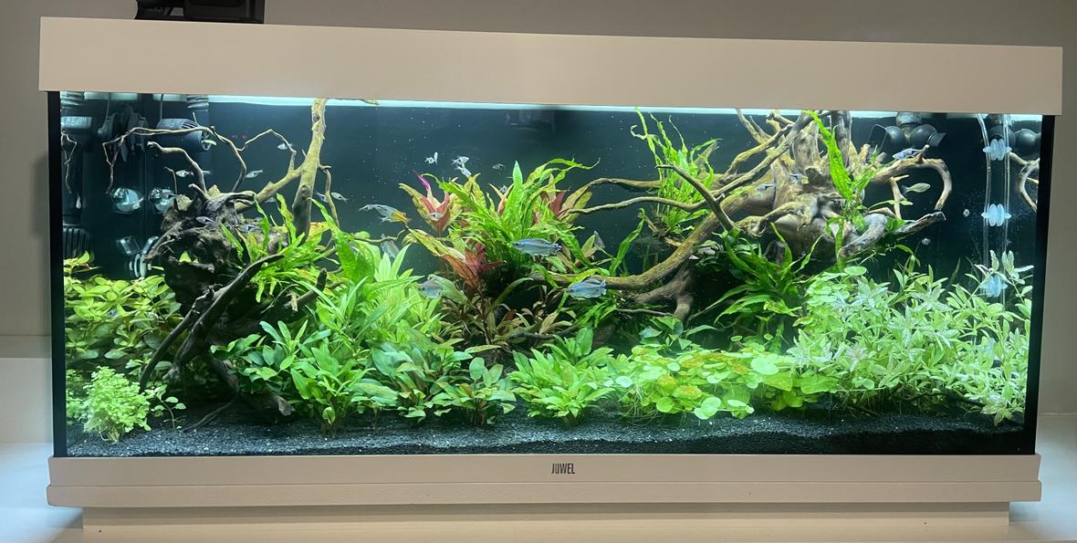 65 gallons planted tank (mostly live plants and fish) - Planted Rio 240