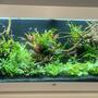 65 gallons planted tank (mostly live plants and fish) - Planted Rio 240