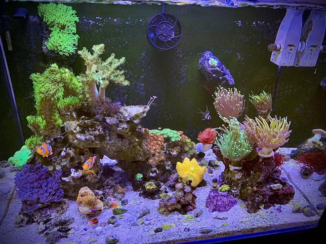 40 gallons reef tank (mostly live coral and fish) - First reef tank.