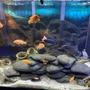 40 gallons freshwater fish tank (mostly fish and non-living decorations) - Cichlids hanging out