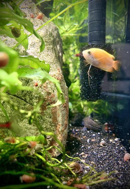 40 gallons planted tank (mostly live plants and fish) - Keeping watch