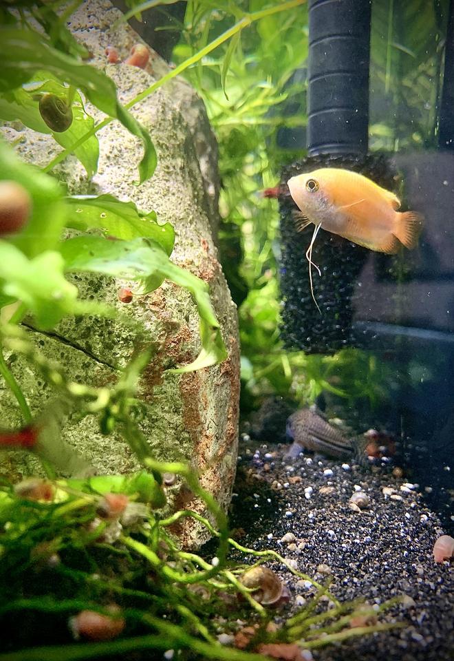 40 gallons planted tank (mostly live plants and fish) - Keeping watch