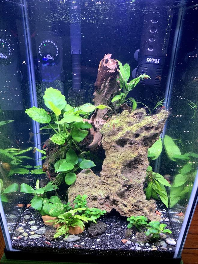 freshwater fish stocking in 40 gallons tank - First planted tank