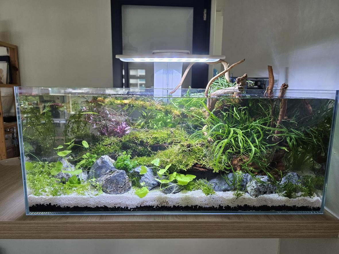 10 gallons planted tank (mostly live plants and fish) - New 2ft tank
