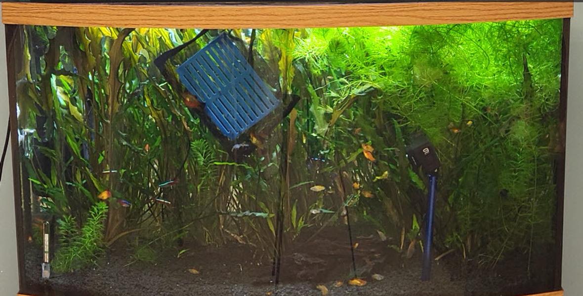 46 gallons planted tank (mostly live plants and fish) - .