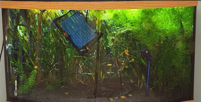 46 gallons planted tank (mostly live plants and fish) - .