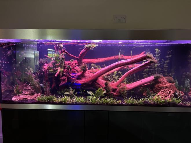 160 gallons planted tank (mostly live plants and fish) - Not the best photo...First attempt of taking a photo of a fish tank...NOT EASY !!
