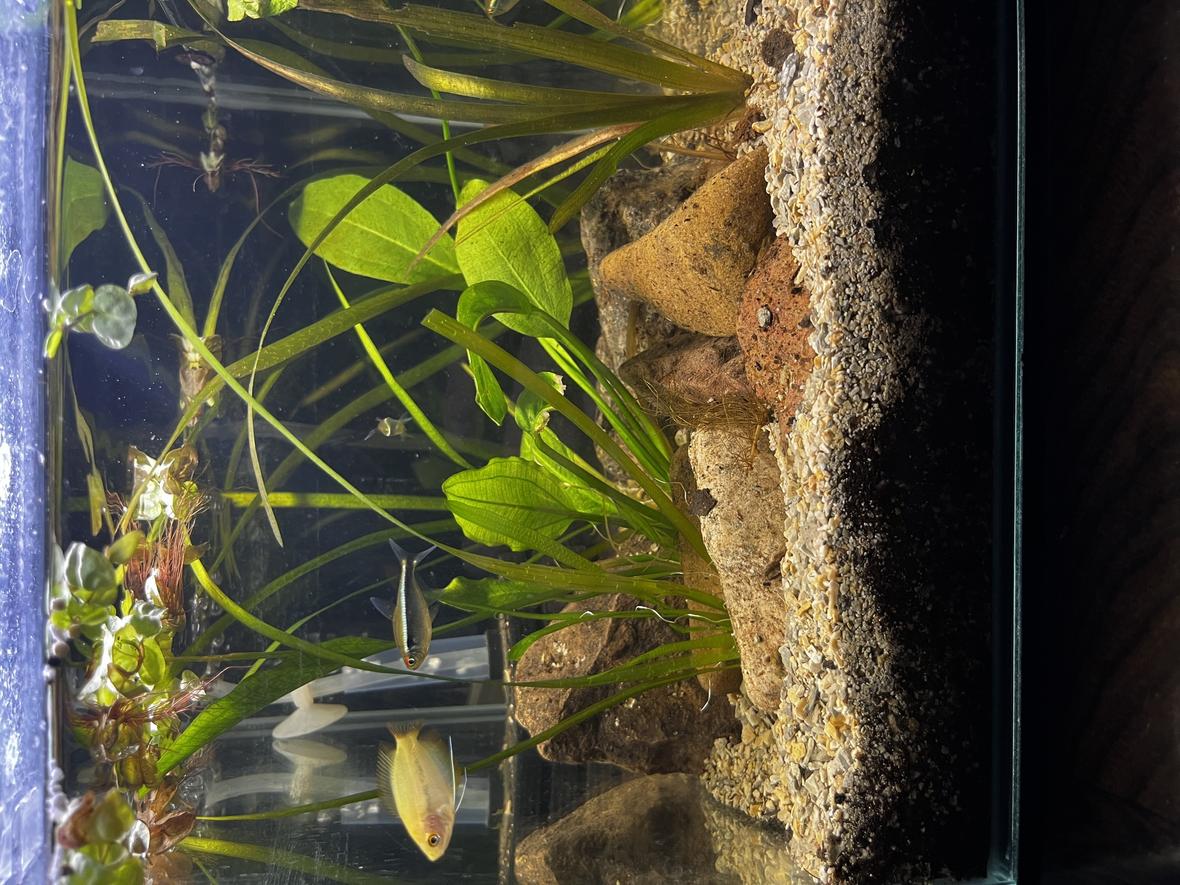 36 gallons planted tank (mostly live plants and fish) - Nano Mayalsian inspired planted tank