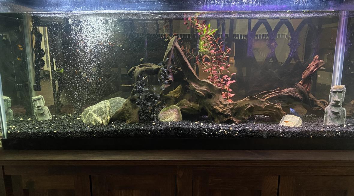55 gallons freshwater fish tank (mostly fish and non-living decorations) - Our 55 gallon tank
