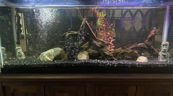 55 gallons freshwater fish tank (mostly fish and non-living decorations) - Our 55 gallon tank