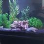 15 gallons freshwater fish tank (mostly fish and non-living decorations) - 57 litre nano
