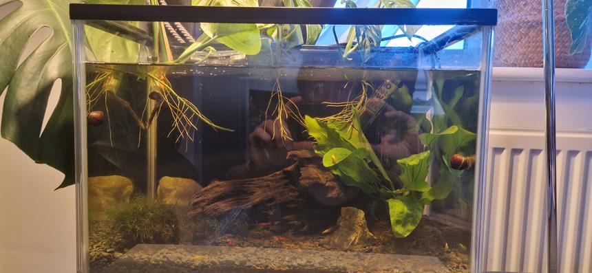 Rated #10: 18 Gallons Planted Tank - Our 24 litre shrimp tqnk