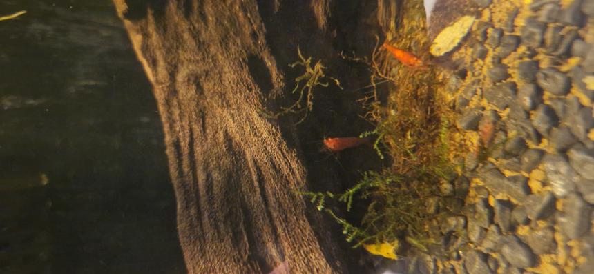 Rated #8: Freshwater Fish Stocking In 18 Gallons Tank - Some of the shrimp