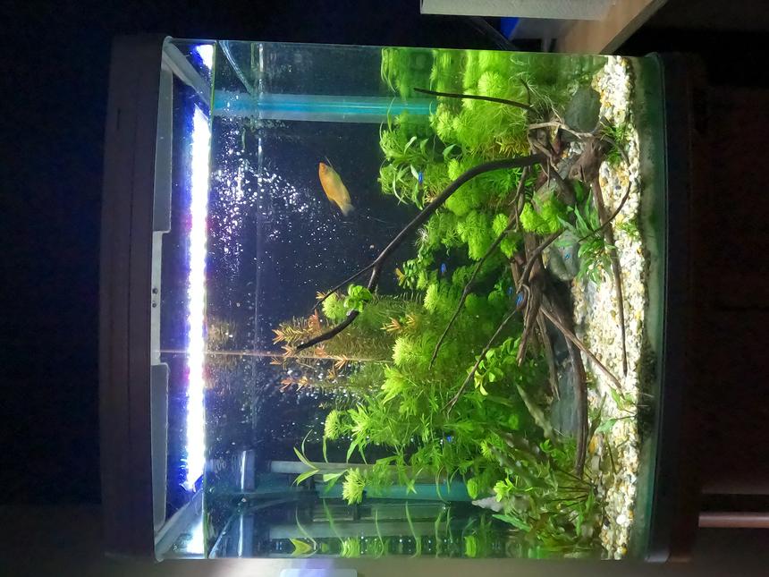 Rated #20: 34 Gallons Planted Tank - 130 litre planted tank. This is my first aquarium, keen to hear what you think!