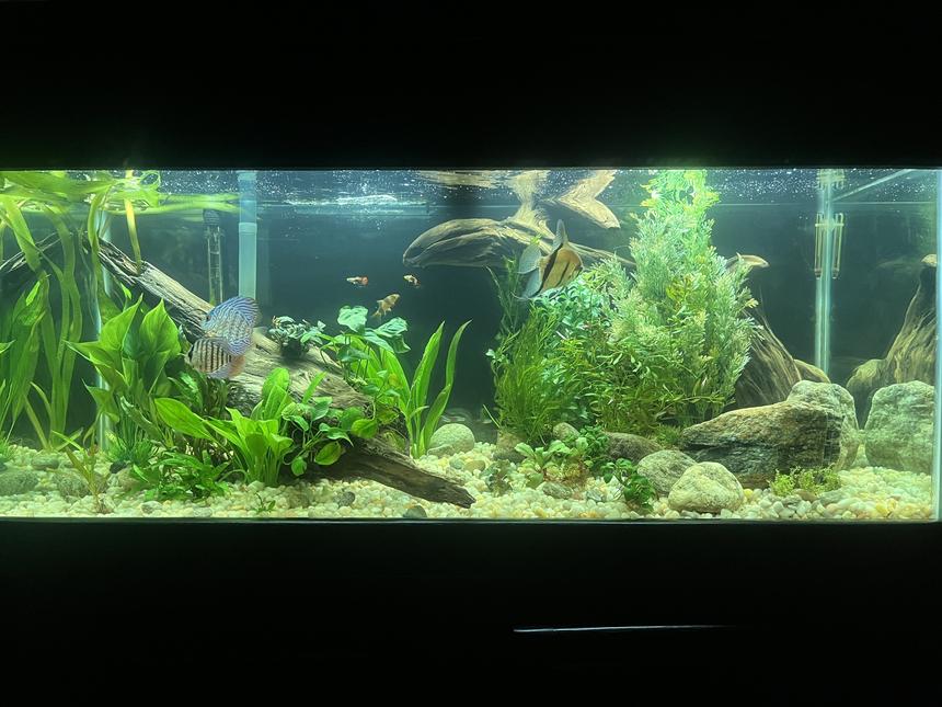 Rated #8: 75 Gallons Planted Tank - Front view