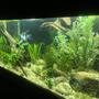 fish tank picture - Side view