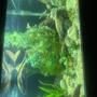 fish tank picture - Right side