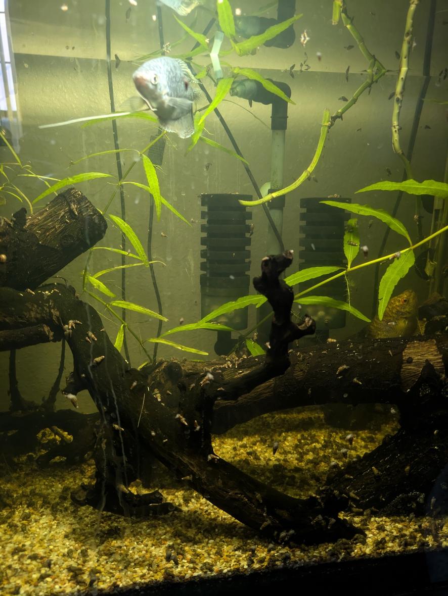 freshwater fish stocking in 35 gallons tank - My blue