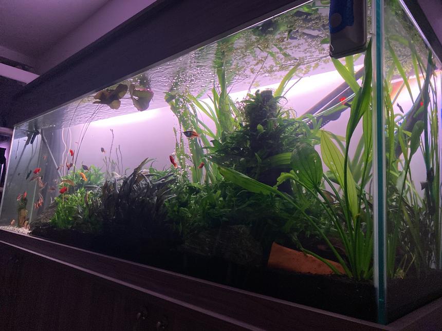Rated #13: 100 Gallons Planted Tank - Updated photo