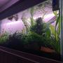 100 gallons planted tank (mostly live plants and fish) - Updated photo