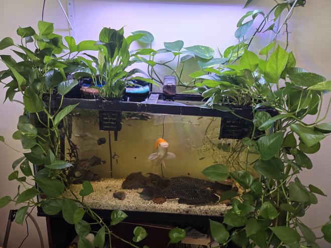 freshwater fish stocking in 50 gallons tank - Fish