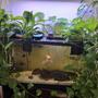 freshwater fish stocking in 50 gallons tank - Fish