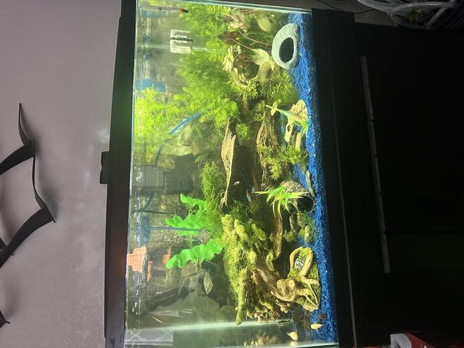 29 gallons freshwater fish tank (mostly fish and non-living decorations) - 29 gallon set up