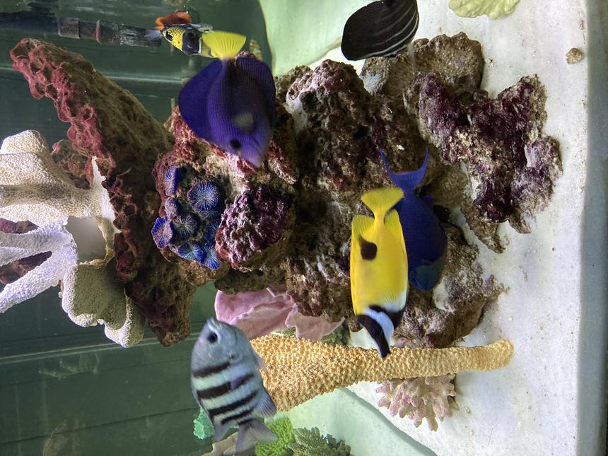 Rated #2: Saltwater Fish Stocking In 150 Gallons Tank - Side View