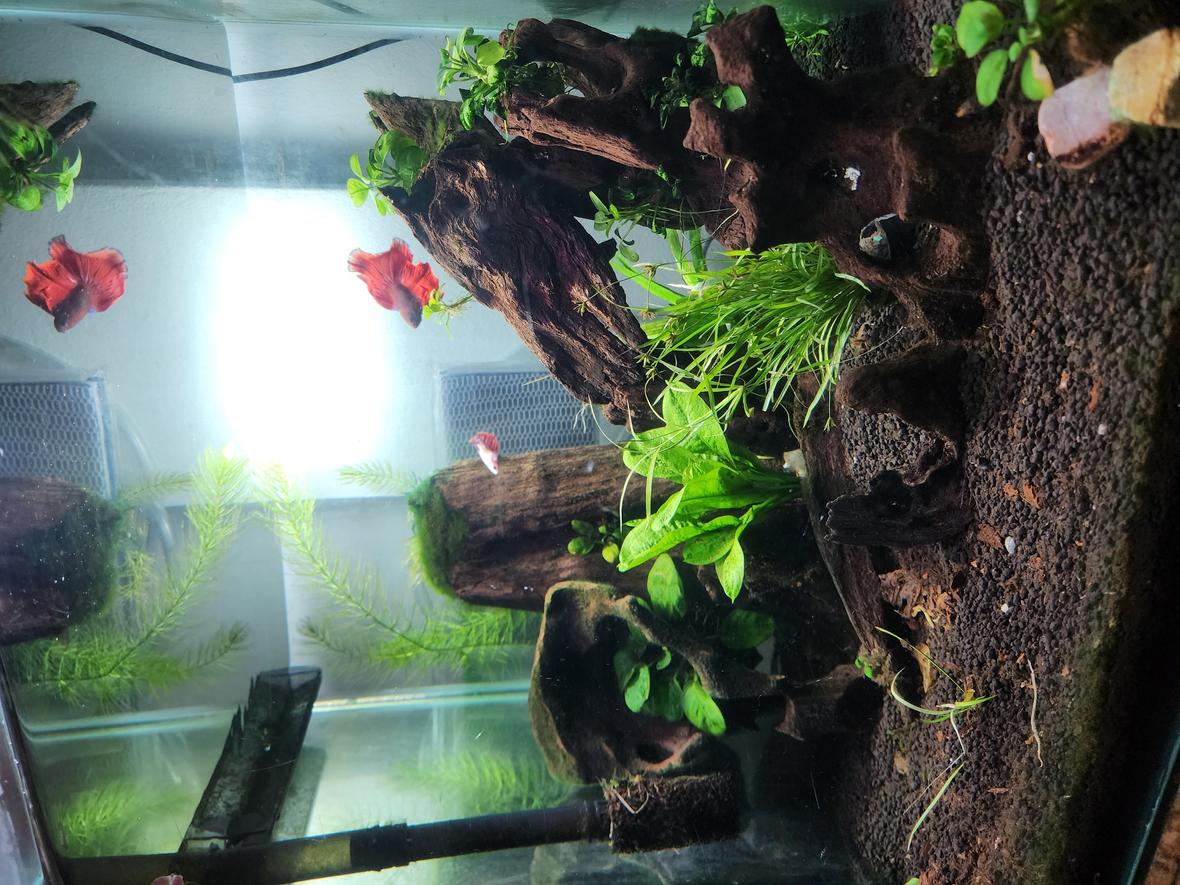 33 gallons planted tank (mostly live plants and fish) - Rejuvenated an old tank