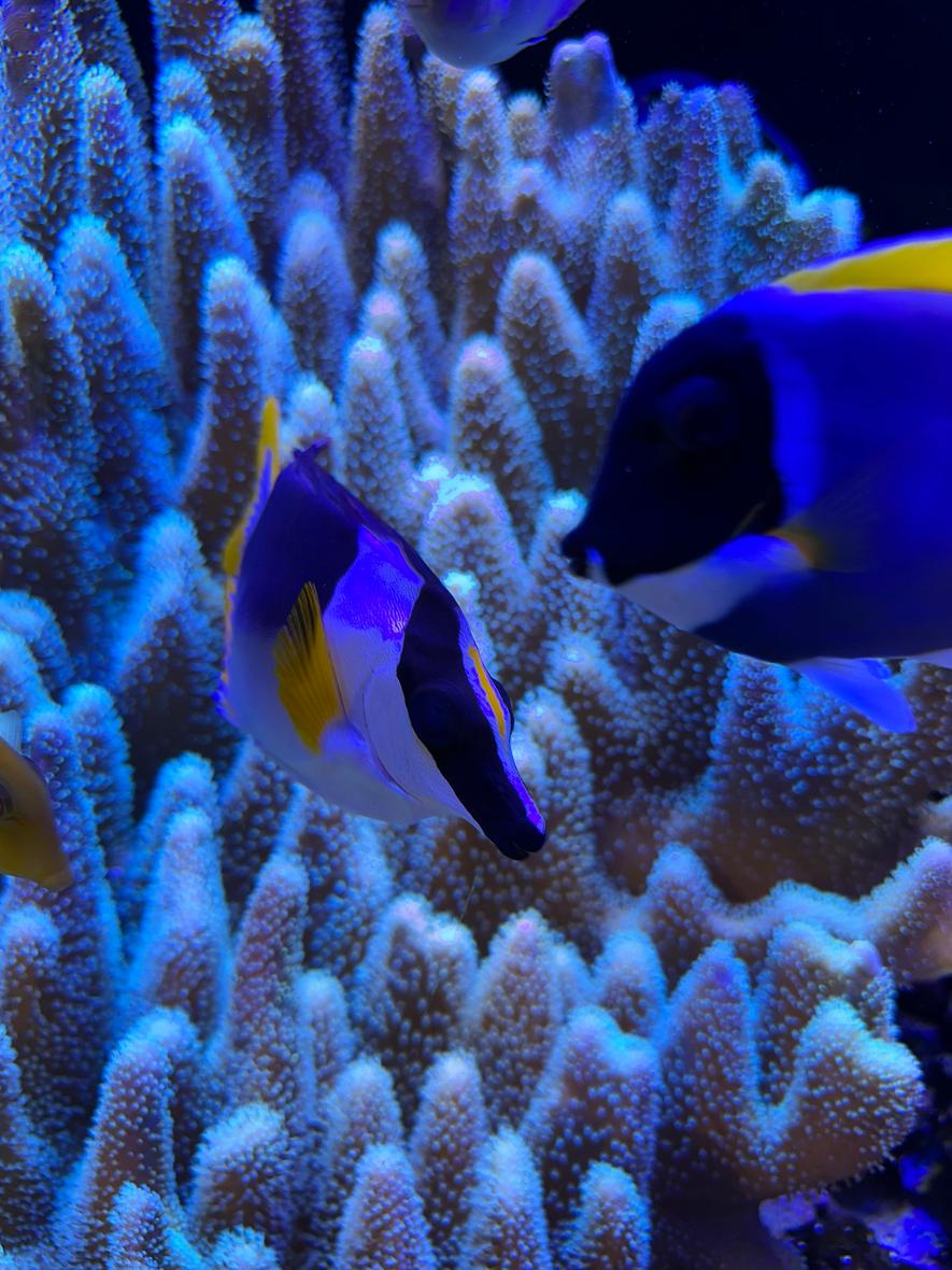 saltwater fish stocking in 180 gallons tank - Magnificent foxface
