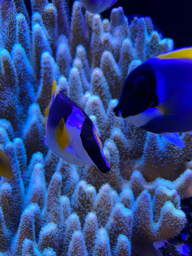 saltwater fish stocking in 180 gallons tank - Magnificent foxface
