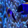 saltwater fish stocking in 180 gallons tank - Magnificent foxface