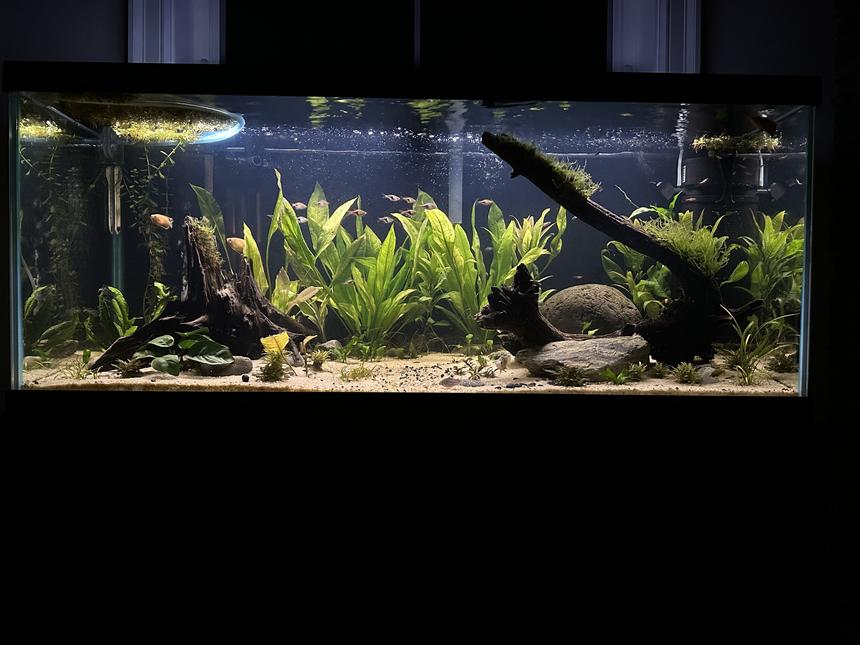 Rated #7: 75 Gallons Planted Tank - 75 gallon planted with 50 nano fish