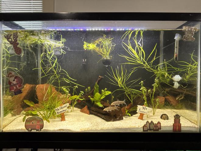 29 gallons planted tank (mostly live plants and fish) - My Daily Entertainment