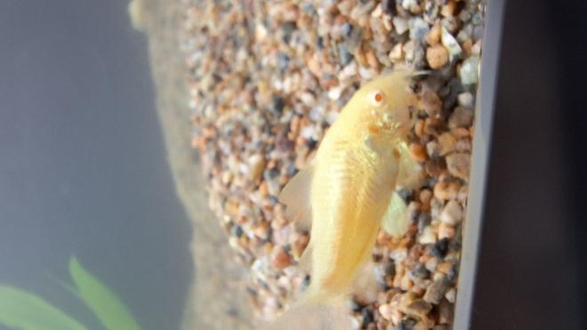 47 gallons planted tank (mostly live plants and fish) - Albino Corydora