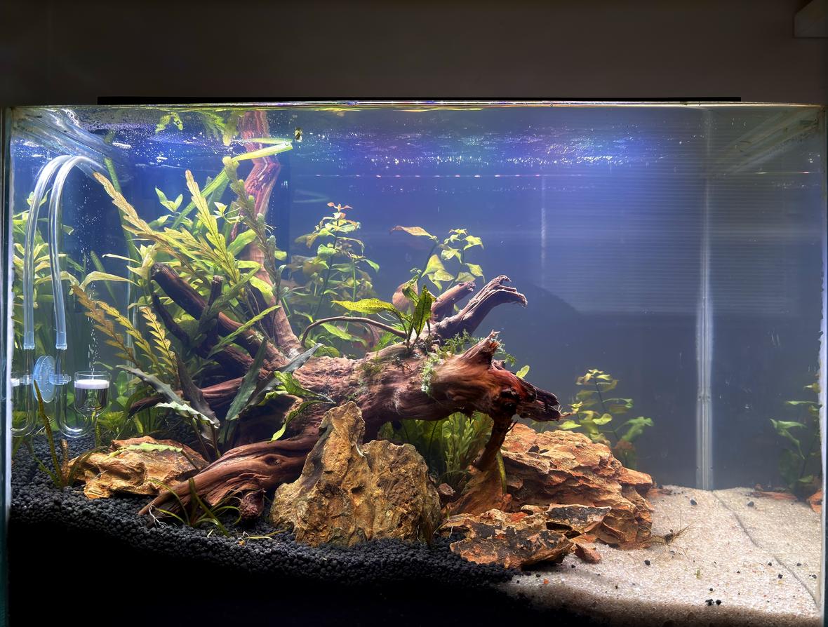 8 gallons planted tank (mostly live plants and fish) - 8 gallons planted tank